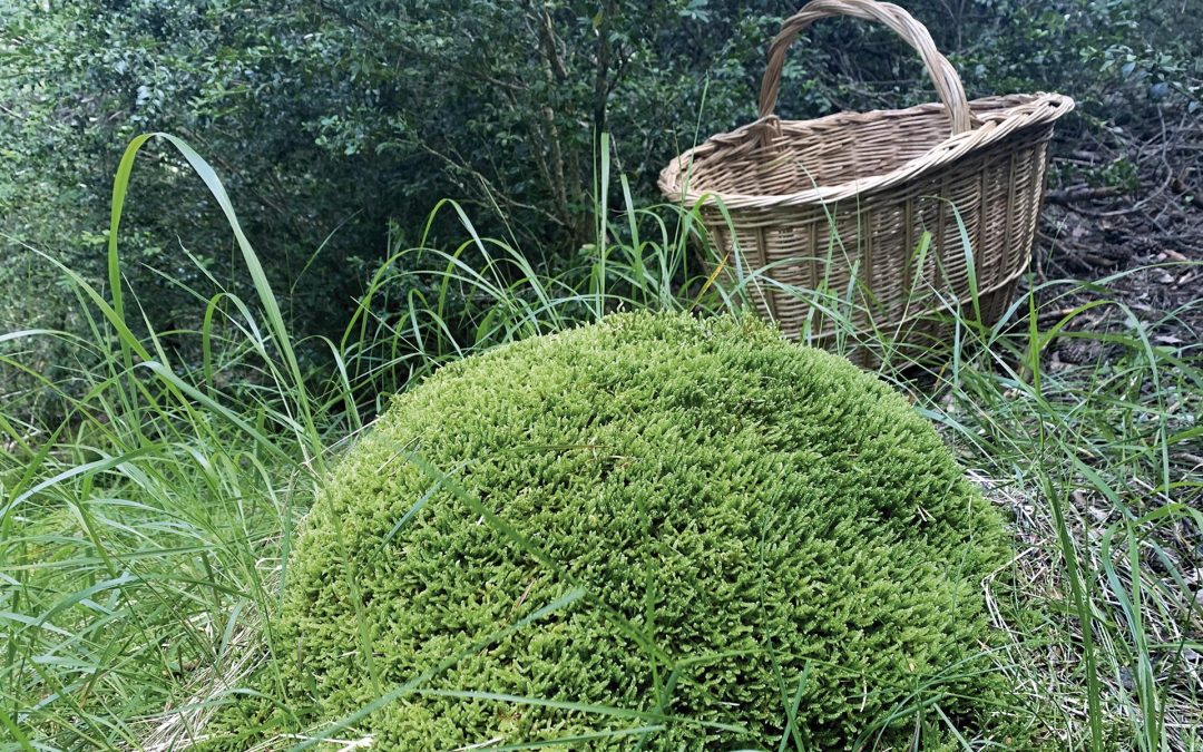 Descubre las setas y la belleza natural de Laspaúles